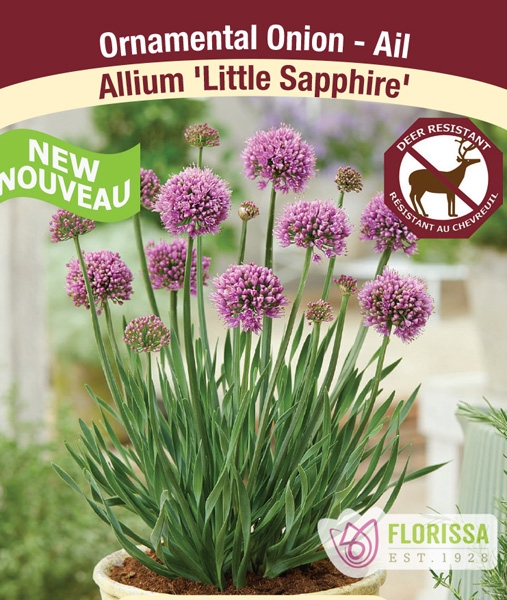 Allium 'Little Sapphire' New 2023